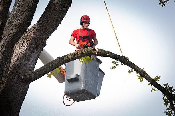 Best Lawn Dethatching Services  in Glenwood Springs, CO